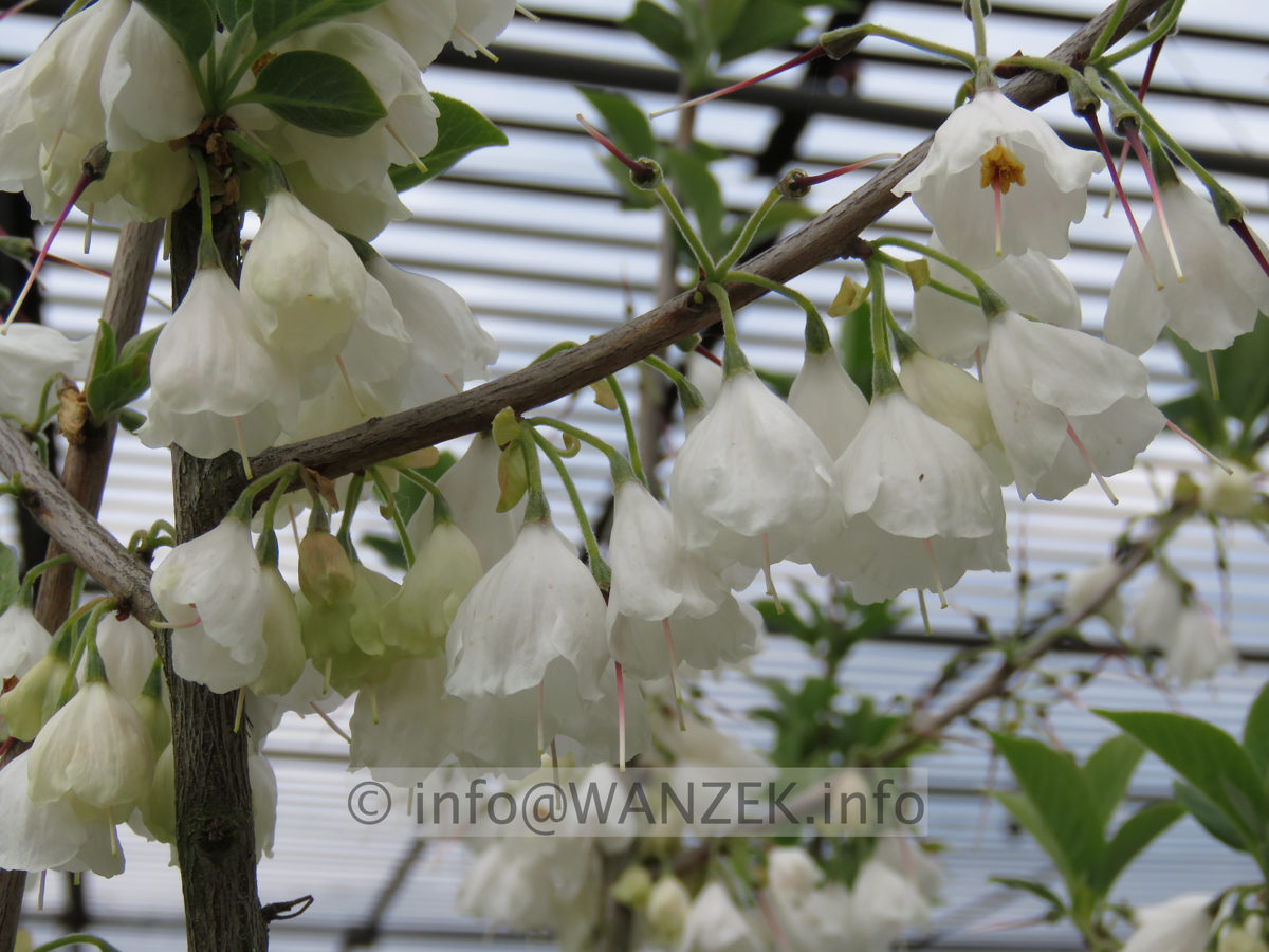 Halesia monticola - Bluetenmacro01.JPG